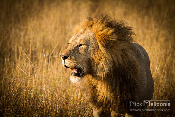 Wildlife Masai Mara 1