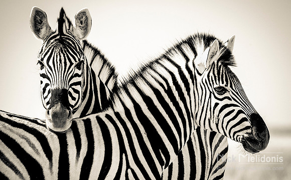 Etosha Wildlife 1