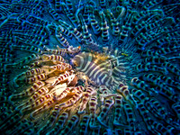 Underwater Abstract 2