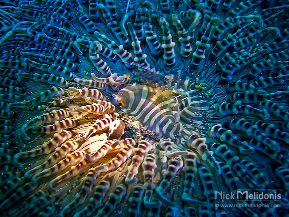 Underwater Abstract 2