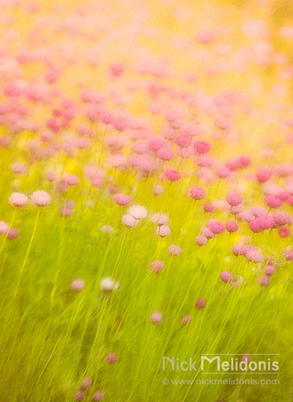Everlastings, King's Park