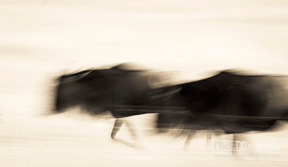 Wildebeest abstract 1