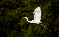 Heron in Flight