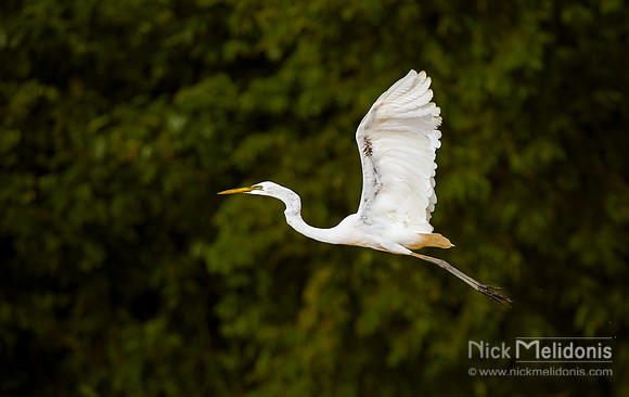 Heron in Flight