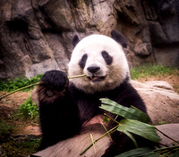 Panda at Water Park