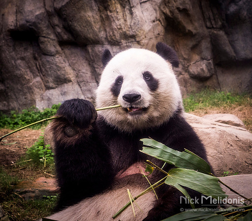 Panda at Water Park